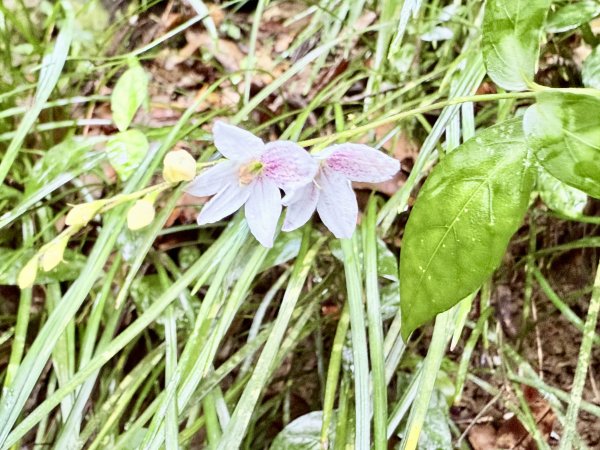 雙流帽子山悠遊  2025.01.032688555