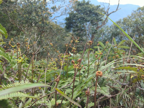 2025.01.18－仙山步道2706112