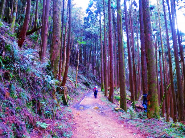 阿里山尋石山，五彩繽紛的石山引水道792470