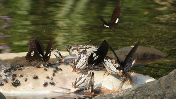 陽明山趴趴走，又到了賞蝶趣的季節 #褐斑毒蛾幼蟲2480541