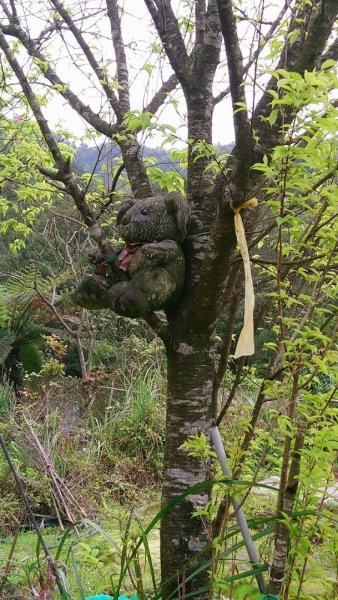 璀璨百年淡蘭古道～崩山坑古道、溪尾寮山、保城坑古道、虎豹潭步道O走1313448