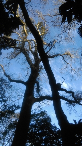 20160229新竹關西蓮苞山,外鳥嘴山31326