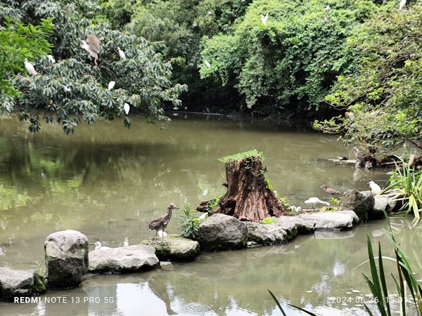 大安森林公園【走路趣尋寶】【臺北健走趣】2536149