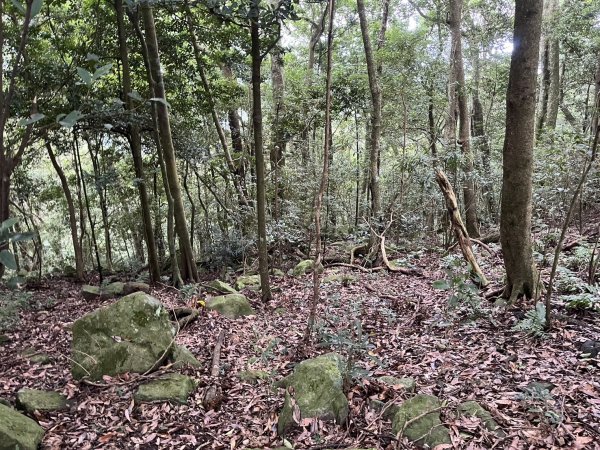 東河線上鵝公髻山，至鳥嘴山後下大窩山部落 2024.8.182577499