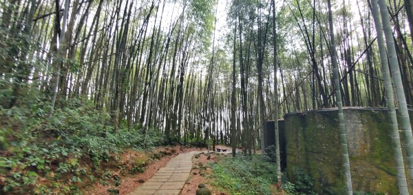 2025-01-18頂湖步道2694208