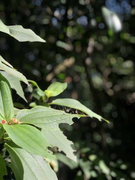 【淡蘭中路】全線連走(經泰平) | 是旅行也是修行1035263