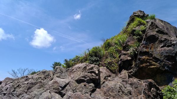 燦光寮山、黃金三稜141640