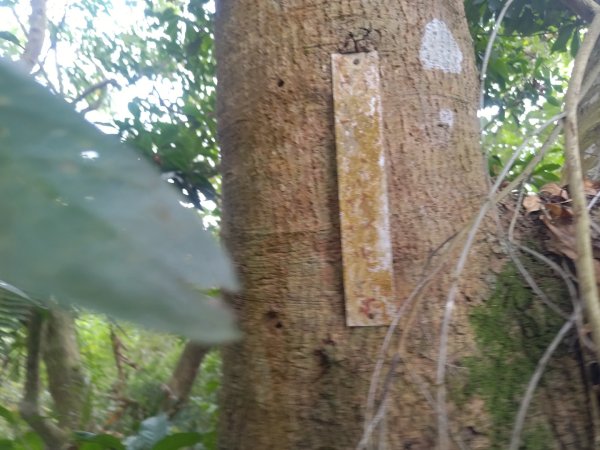 盆貿里山三盆連走2749594