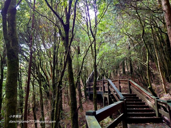 【新竹】觀霧森林遊樂區：檜山巨木群步道2397402