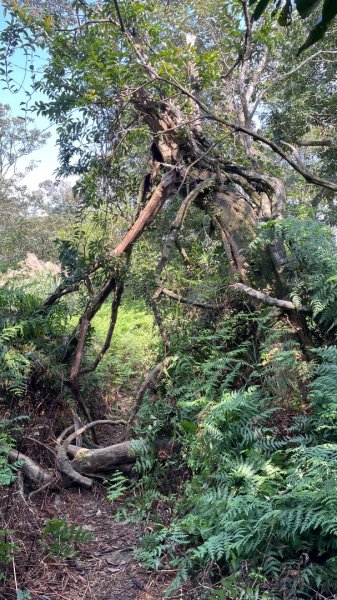 銀河洞越嶺貓空-新高麗坑山-銀獅縱走-猴山岳群峰+三條魚縱走2998285