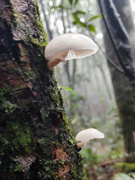 北得拉曼神木群連走內鳥嘴山2940203