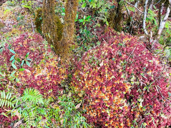 魔幻森林三星山與三星池1658327
