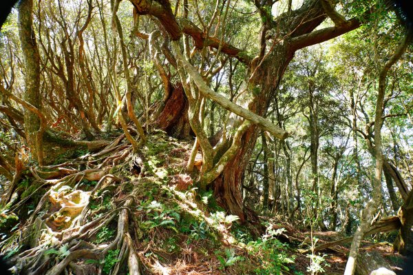 桃園 復興 上宇內山、南插天山3129150