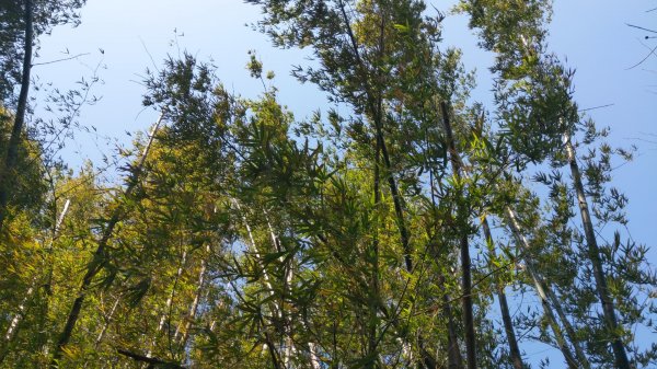 外埔水流東桐花步道819546