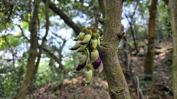血藤秘境，步行30分鐘即可抵達，鳶山血藤大爆發，最佳賞花期只有7天，要去要快，鳶溪縱走2758572