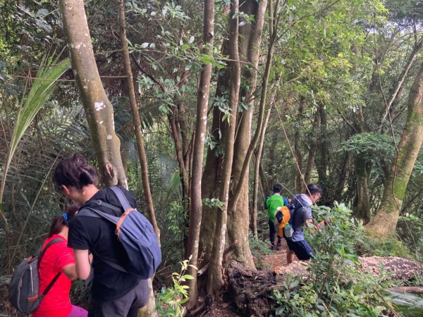 關西赤柯山、東獅頭山步道2278809