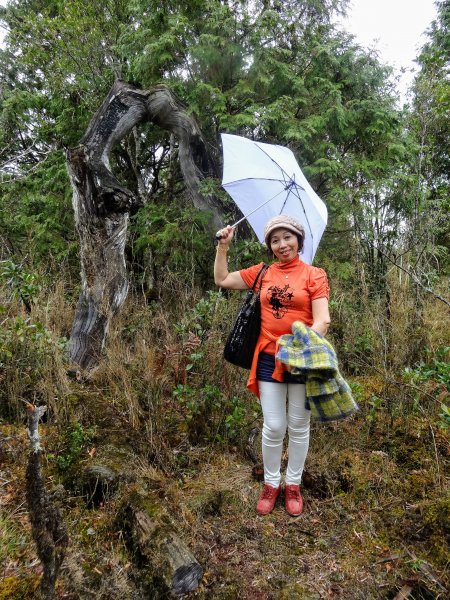 太平山翠峰湖環山步道1743586