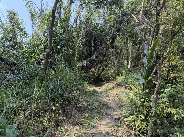 [微笑山線_第八段] 2026_0411 二格山系_筆架山北峰3035117