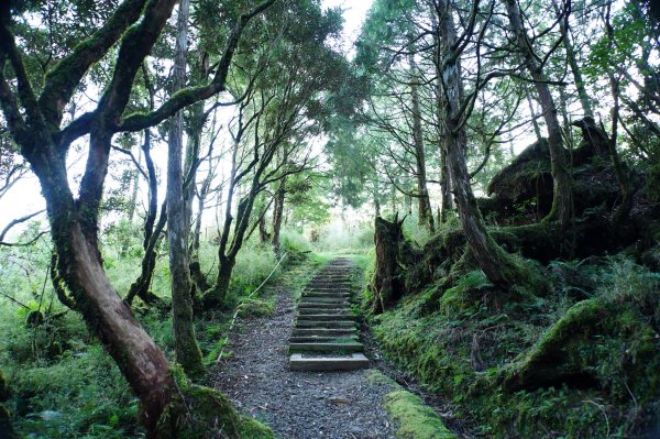 宜蘭 大同 望洋山、翠峰湖步道、山毛櫸步道2880720