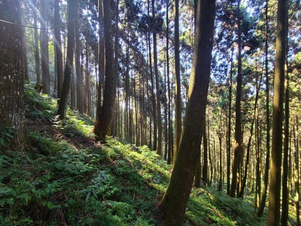 油山o行走 第一登山口上第二登山口下1243172