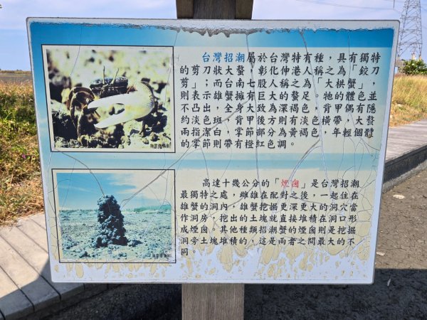 大肚溪濕地生態步道3136045