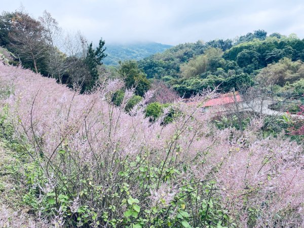 20250224 南投粉紅山丘麝香木秘境2743803