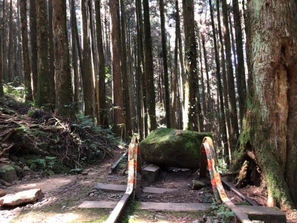 二萬坪鐵道漫遊尋神木走二萬坪山屏遮那山1118224