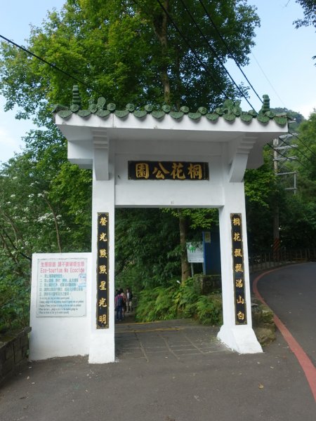 桐花公園、天上山~桐花開了！943084