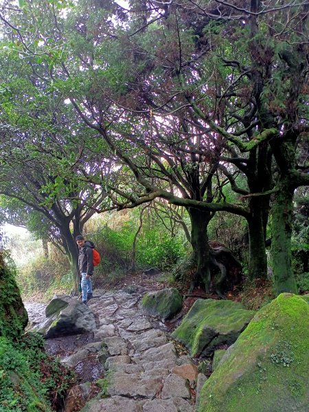 【南山神壽任務尋寶趣】親子漫遊七星山主東峰苗圃線1614265