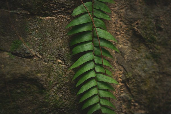 劍潭山 老地方2669523