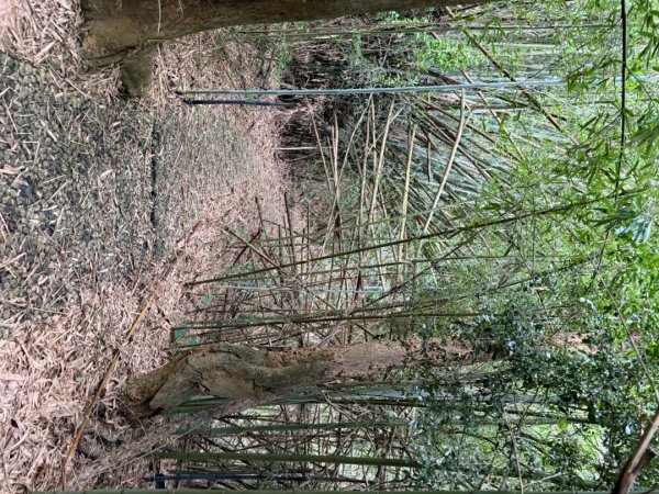 后里觀音山 鳳凰山2816258