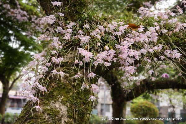 天宮石斛蘭瀑布，在台北「父愛之花」  2026 D0418 ｜ 台北南港區・聯成公園