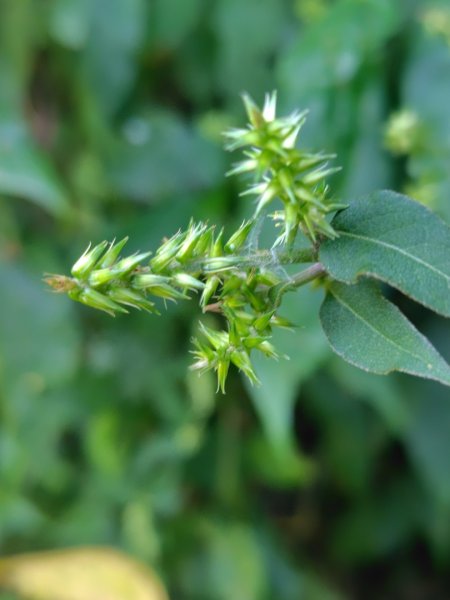 唐麻丹山 蝴蝶谷2918857