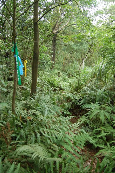 石門山(汐止,七堵)1964962