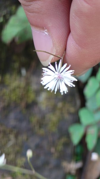 20260125 陽明山前後山健行(無極天元宮~山仔頂步道.向天池.向天山.面天山.二子坪)2998042