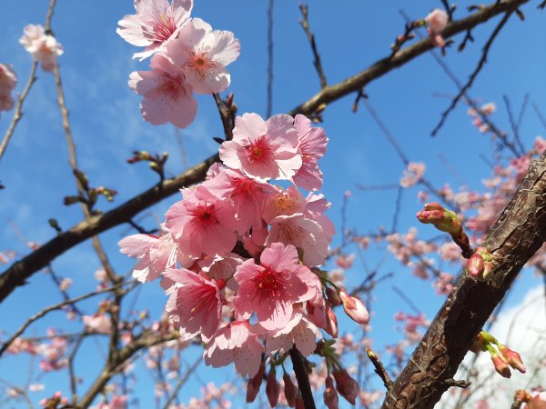 粉粉三色櫻、木蓮花、山茶花爭奇鬥艷814413