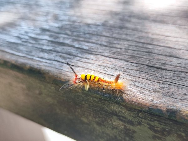 2025台北大縱走二刷2818075