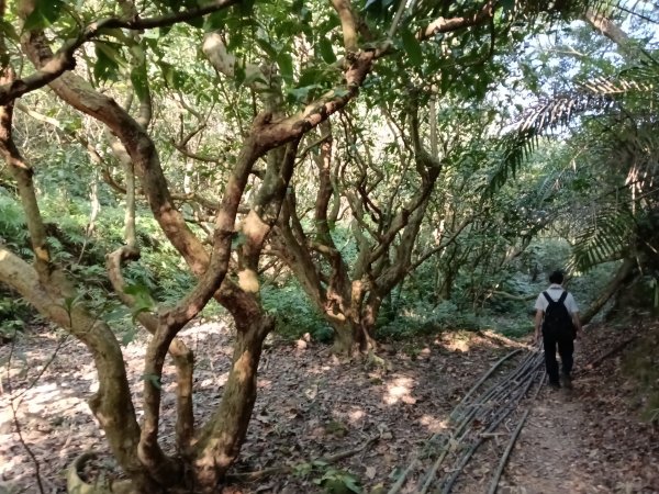 頭城鎮外澳車站+石空古道+太和山步道+蛇頭觀景台+象寮古道+烏山古道+外澳車站O型3018457