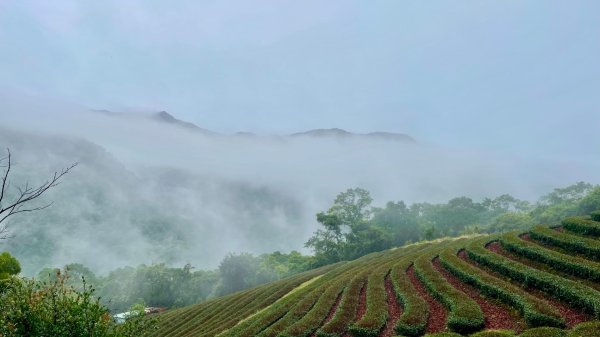 微笑山⛰️線-大棟-二格山-五分山-天上山-鳶山💎12條步道完成💙2834124