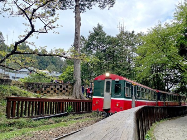 1130331阿里山-大塔山(小百岳)2469003