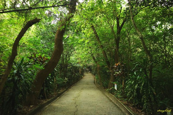 坐擁湖光山色的走春步道～蘭潭後山步道813461