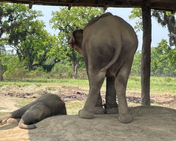 尼泊爾奇旺國家公園4天三夜2788876