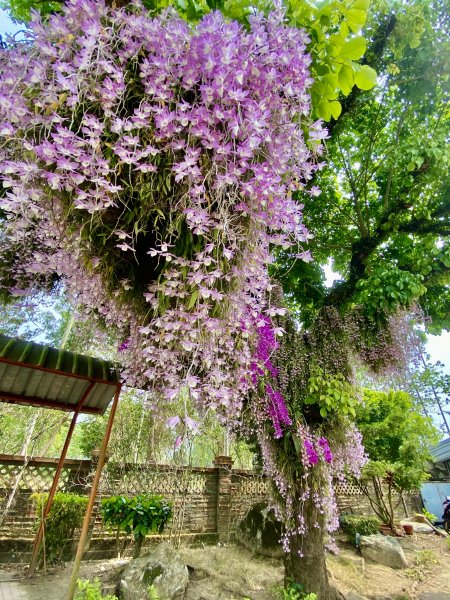 嘉義賞花趣--天宮石斛花瀑、竹崎公園花旗木    2021/4/141349460