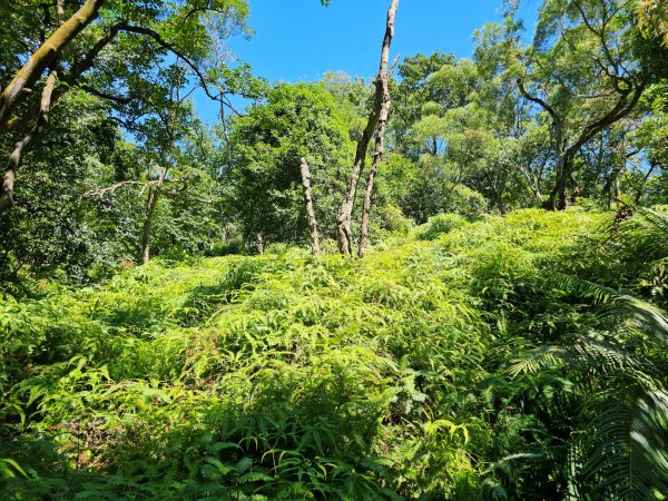 2025臺北大縱走第五段：捷運劍潭站至碧山巖2897852