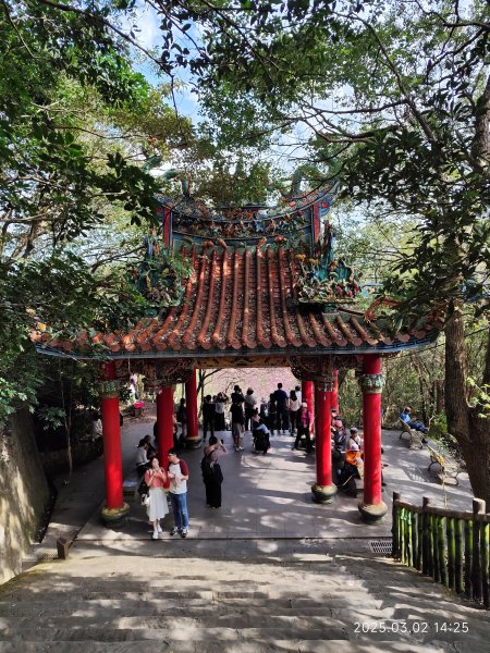 內湖碧山巖 櫻花隧道2724239