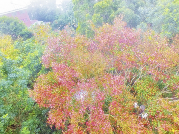 苗栗--薑麻園步道7470
