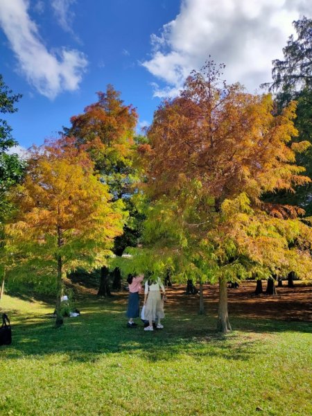 ［大湖公園落羽松］+［大溝溪花海］+［圓覺瀑布］2392836