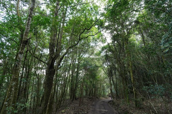 南投 仁愛 北東眼山、中央東眼山2623592