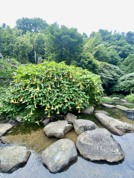 《陽明山的山林片刻｜沿著青春嶺路走向山野的綠意》2939248