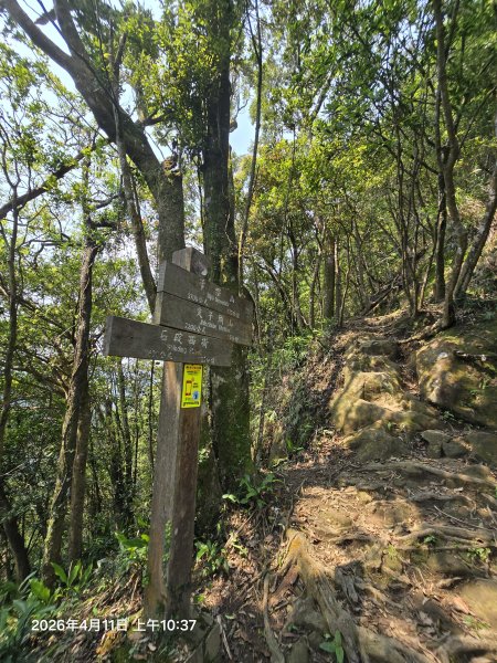 2026-04-11微笑山線：【二格山系】筆架連峰段3034588